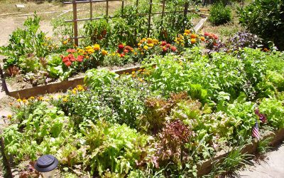 5 Tips to Help Your Garden Survive Summer