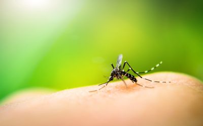 7 Ways to Repel Mosquitoes and Enjoy Your Summer